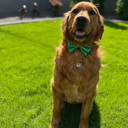 22 065 Cole now Clyde