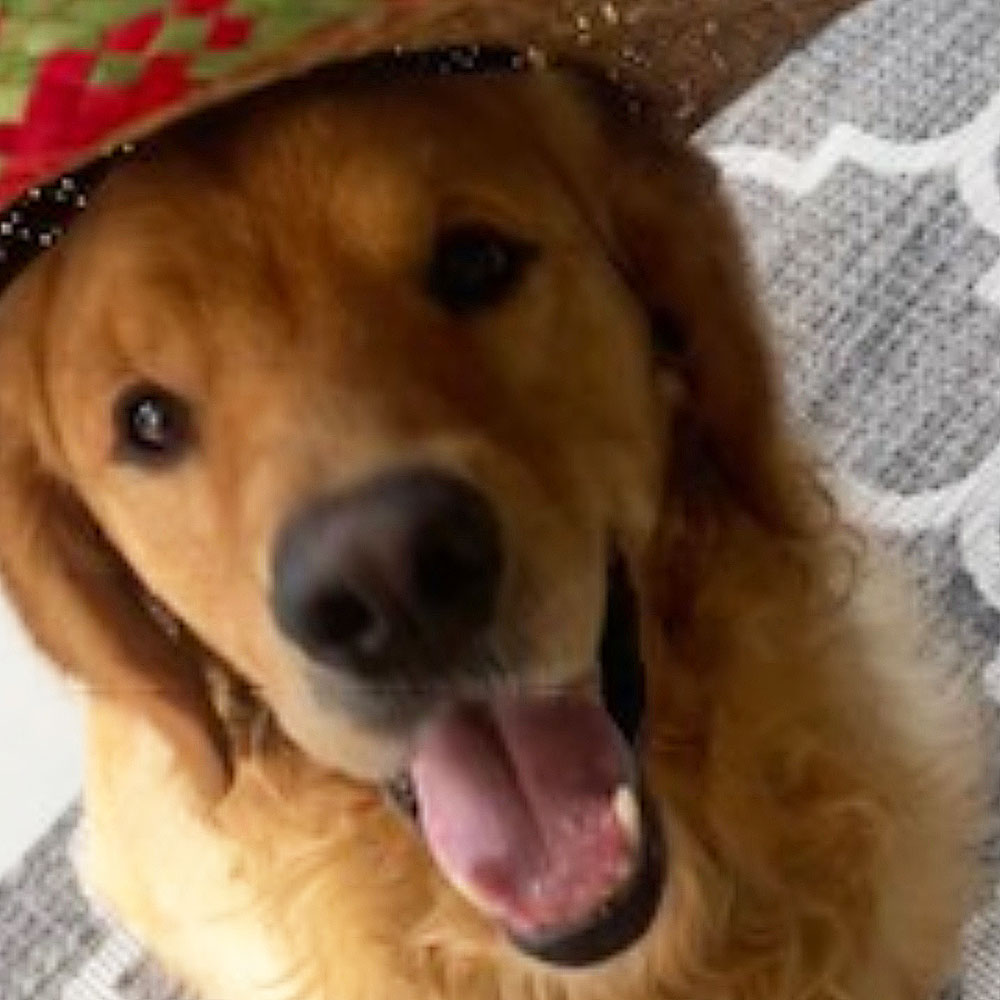 24 026 Bingo Apollo now Cooper