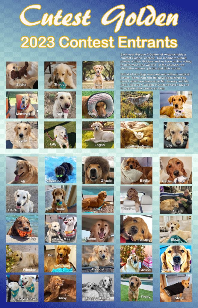 Cutest Golden Contestants 1024px