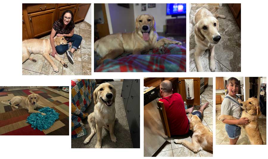 23 044 Goldie now Kona1 23 042 Appa now Butters1