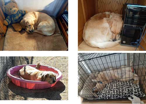 23 044 Goldie now Kona1