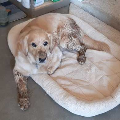 23 044 Goldie now Kona