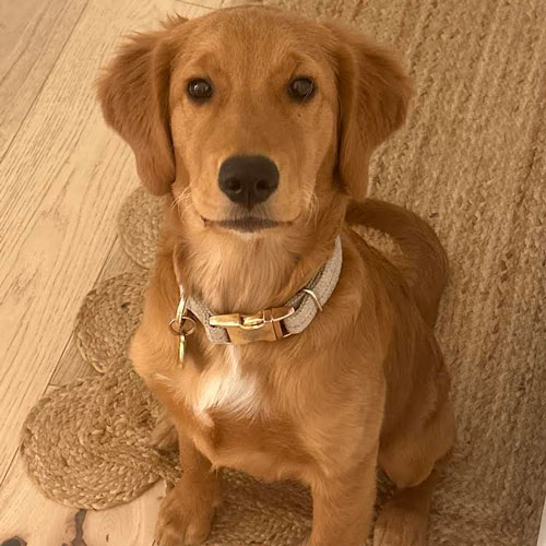 23 052 Pink now Cello