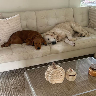 23 052 Pink now Cello1