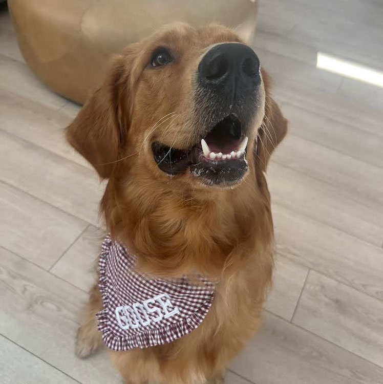 23 108 Max now Goose1