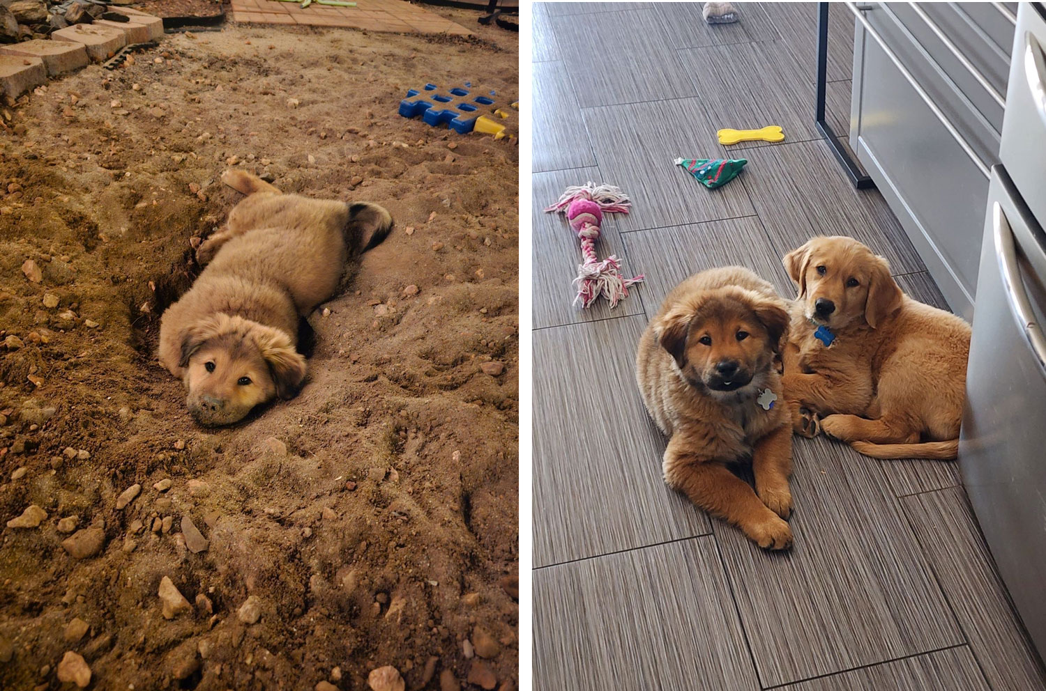 23 126 Gray now Susie1