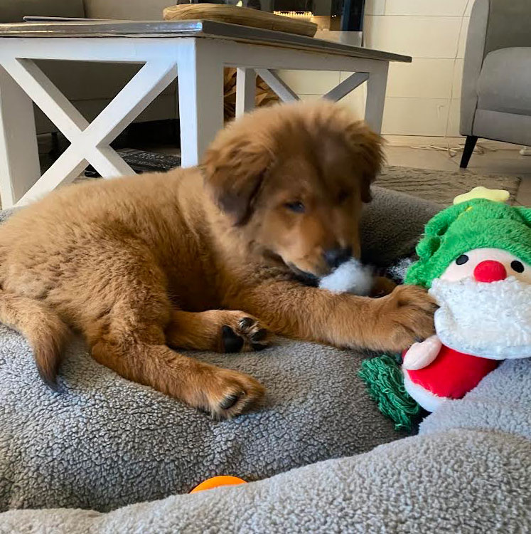 23 128 Yellow now Buddy Bear