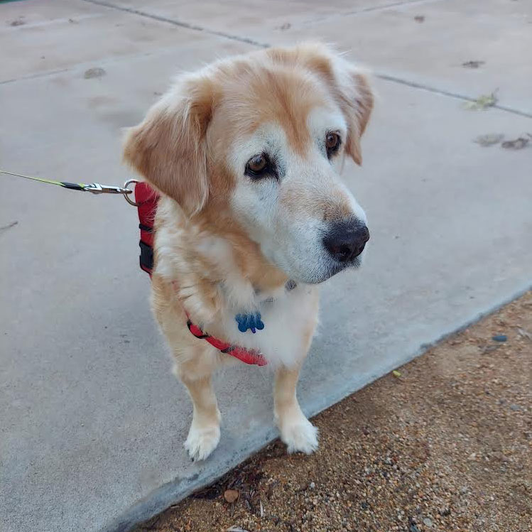 24 008 Heidi now Jazzy