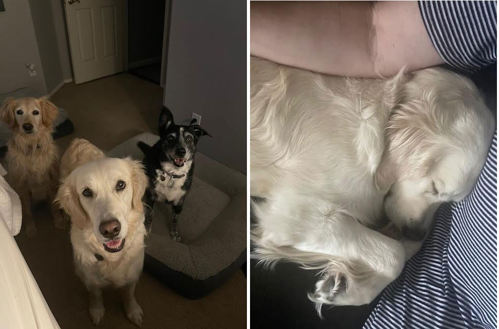 24 009 Pippa now Maile1