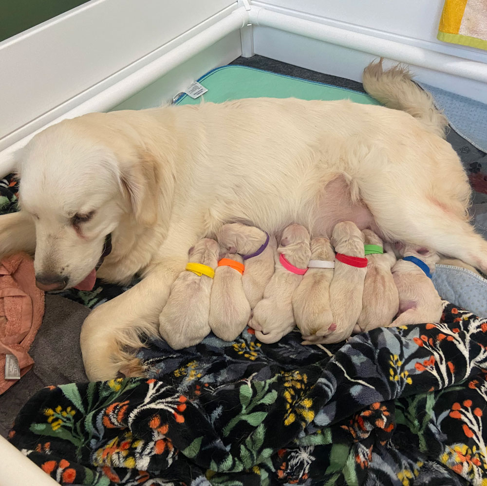 24 066 Gray and puppies