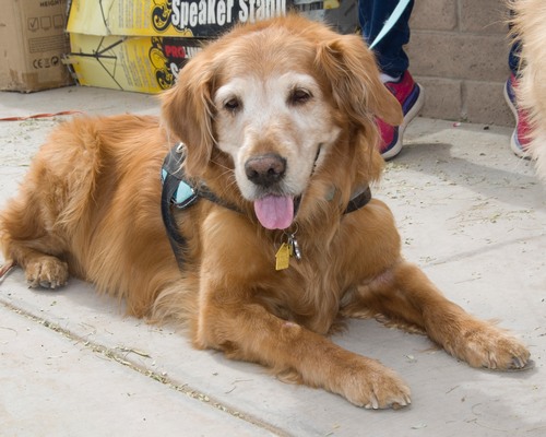 Bark in the Park 2023 Photos